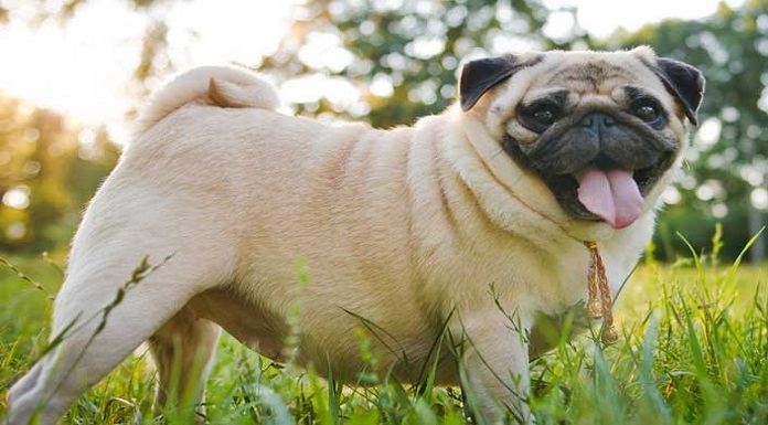 PREVENTING OBESITY IN YOUR DOG