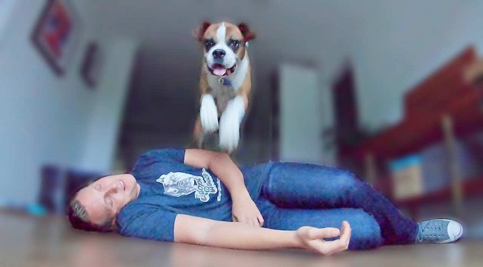 You’ll Probably Be Disappointed by Your Dog’s Reaction to Your “Fake Fainting”